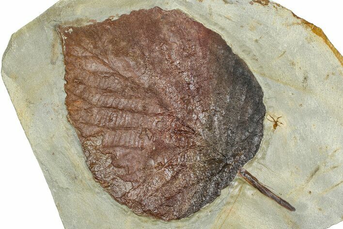 Paleocene Fossil Leaf (Davidia) - Montana #377917